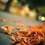 gallery_1430065495_113132476_fit