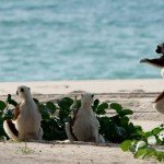 island-lemurs-madagascar-hero